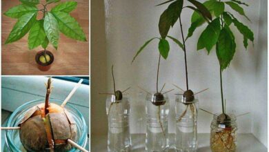Photo of Как вырастить авокадо из косточки?